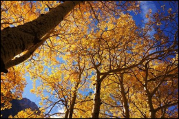 Aspen and Sky